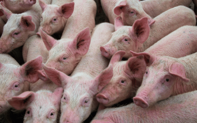 exportacion normas peste porcina